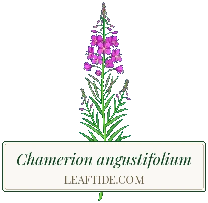 Chamerion angustifolium