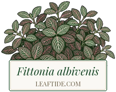 Fittonia albivenis