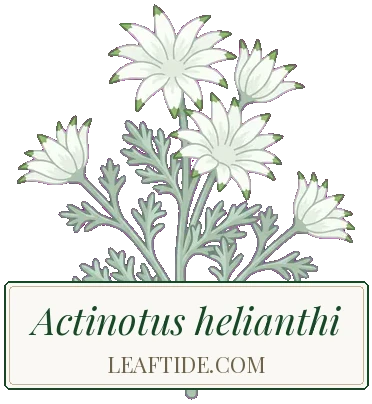 Actinotus helianthi