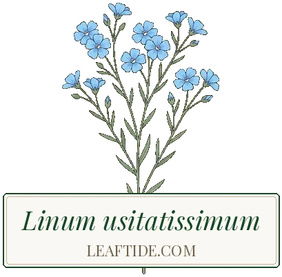 Linum usitatissimum