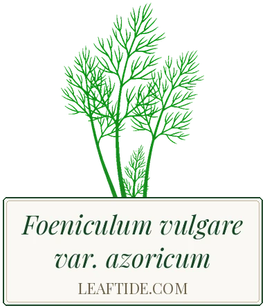 Foeniculum vulgare var. azoricum