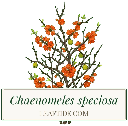Chaenomeles speciosa
