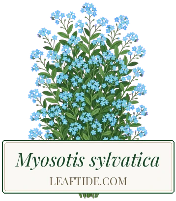 Myosotis sylvatica