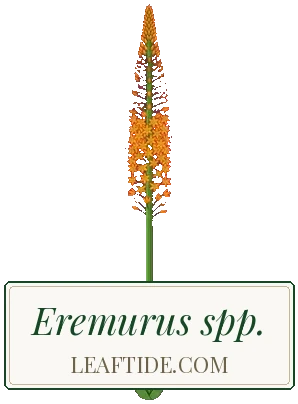 Eremurus spp.