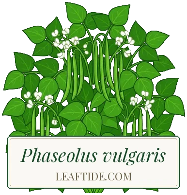 Phaseolus vulgaris