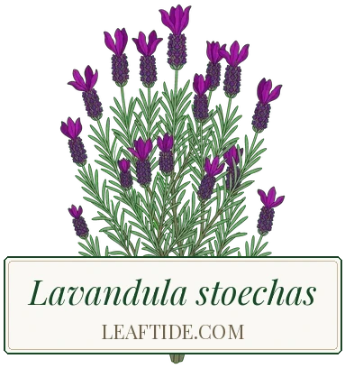 Lavandula stoechas