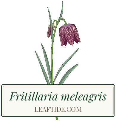 Fritillaria meleagris