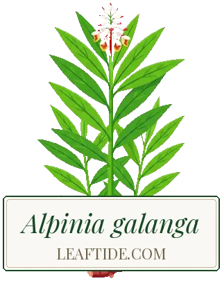 Alpinia galanga