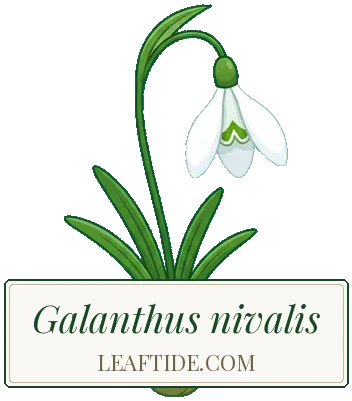 Galanthus nivalis
