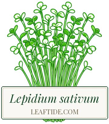 Lepidium sativum