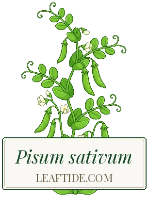 Pisum sativum