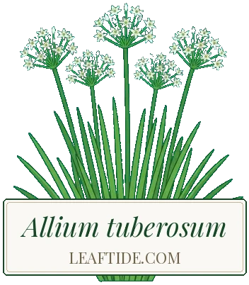 Allium tuberosum
