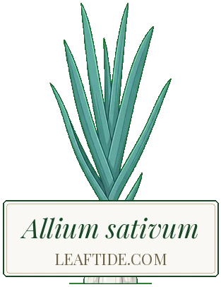 Allium sativum