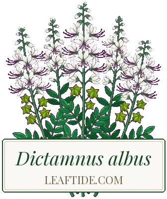 Dictamnus albus