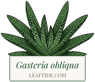 Gasteria obliqua