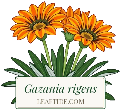 Gazania rigens