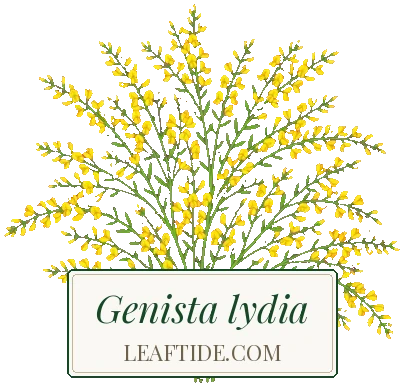 Genista lydia