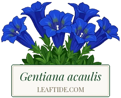 Gentiana acaulis