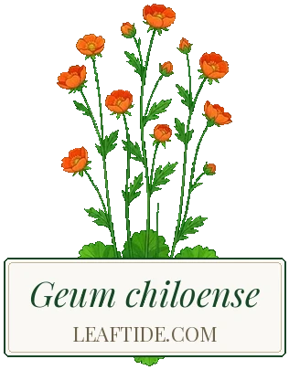 Geum chiloense