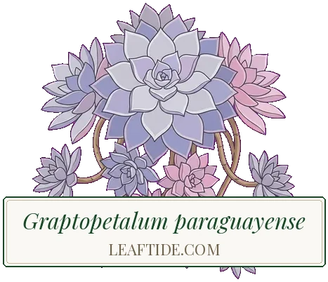 Graptopetalum paraguayense
