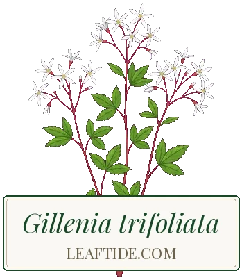 Gillenia trifoliata
