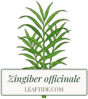 Zingiber officinale