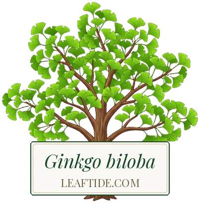 Ginkgo biloba