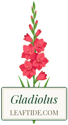 Gladiolus