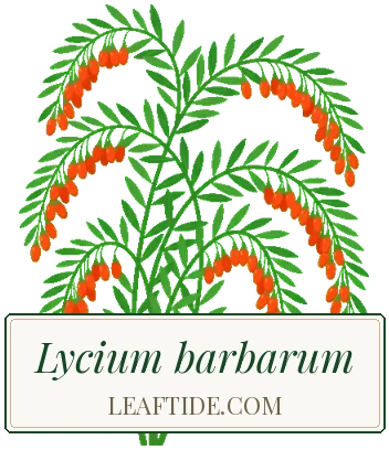 Lycium barbarum