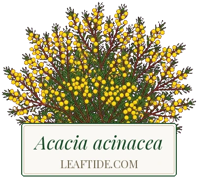 Acacia acinacea