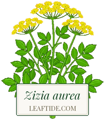 Zizia aurea