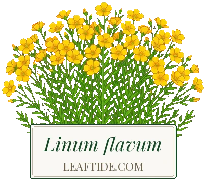 Linum flavum