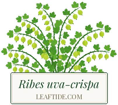 Ribes uva-crispa