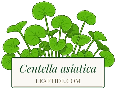 Centella asiatica