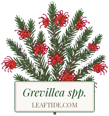 Grevillea spp.