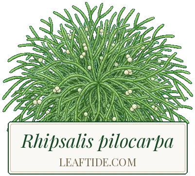 Rhipsalis pilocarpa