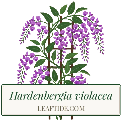 Hardenbergia violacea