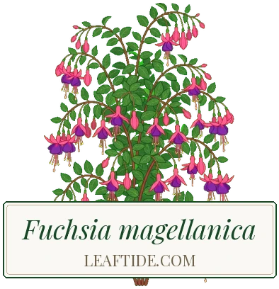 Fuchsia magellanica