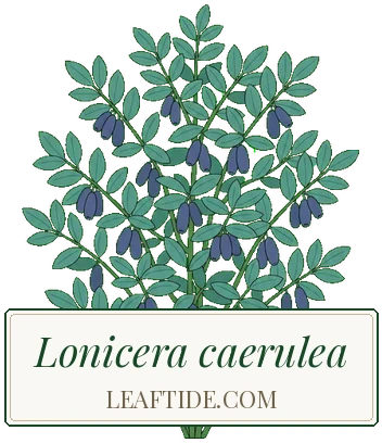 Lonicera caerulea