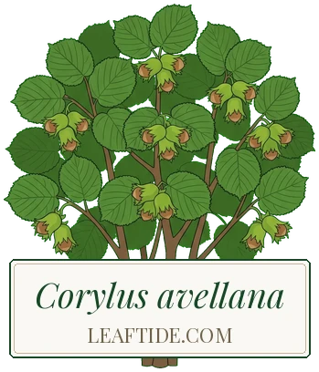 Corylus avellana