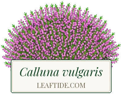 Calluna vulgaris