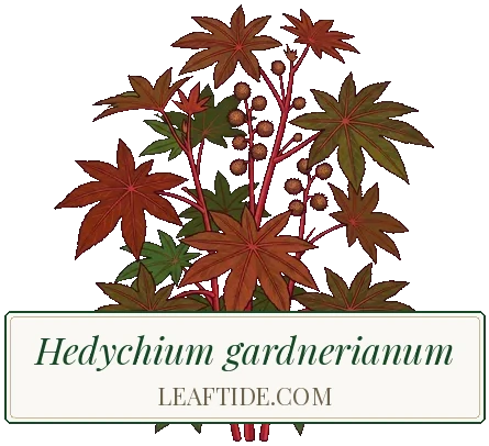 Hedychium gardnerianum