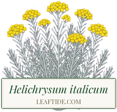 Helichrysum italicum