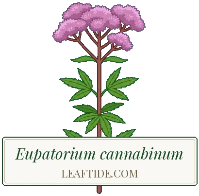 Eupatorium cannabinum