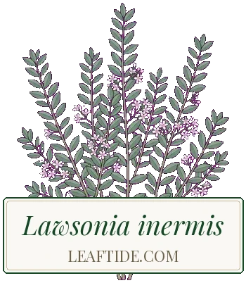 Lawsonia inermis