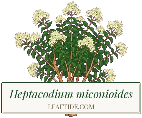 Heptacodium miconioides