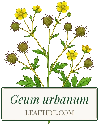 Geum urbanum