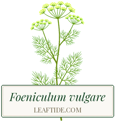 Foeniculum vulgare