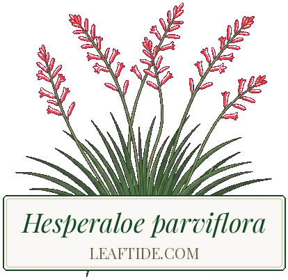 Hesperaloe parviflora