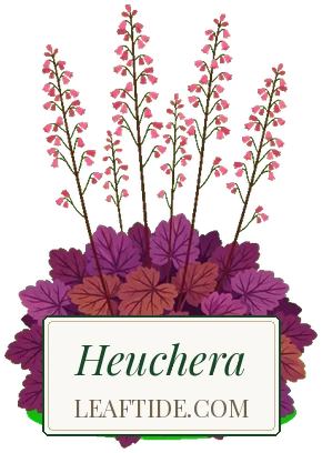 Heuchera